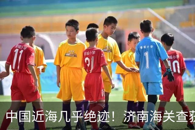 中国近海几乎绝迹！济南海关查获17只手镯，竟是由极危'国宝'制成